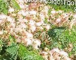Альбиция (Шелковое дерево), комнатные цветы