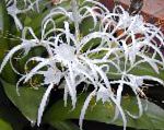 Гименокаллис карибский, комнатные цветы