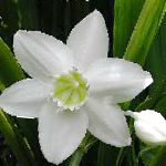 Эухарис (Амазонская лилия), комнатные цветы