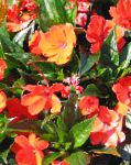 Бальзамин (Импатиенс), комнатные цветы, оранжевый