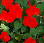 Бальзамин (Импатиенс), комнатные цветы, красный