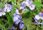 Бальзамин (Импатиенс), комнатные цветы, голубой