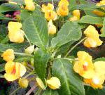 Бальзамин (Импатиенс), комнатные цветы, желтый
