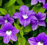 Броваллаия, комнатные цветы, фиолетовый