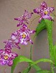 Вайлстекеара Камбрия, комнатные цветы, фиолетовый