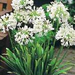 Агапантус зонтичный, комнатные цветы, белый