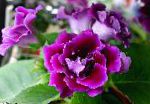 Синнингия  (Глоксиния), комнатные цветы, фиолетовый