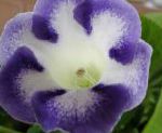 Синнингия  (Глоксиния), комнатные цветы, голубой