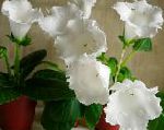 Синнингия  (Глоксиния), комнатные цветы, белый
