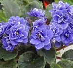 Сенполия (Узамбарская фиалка), комнатные цветы, синий