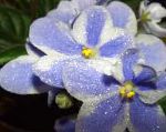 Сенполия (Узамбарская фиалка), комнатные цветы, голубой