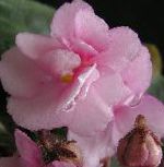 Сенполия (Узамбарская фиалка), комнатные цветы, розовый