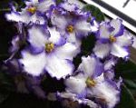 Сенполия (Узамбарская фиалка), комнатные цветы, белый