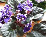 Сенполия (Узамбарская фиалка), комнатные цветы, фиолетовый