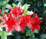 Азалия (Рододендрон), комнатные цветы, красный
