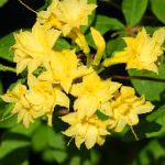 Азалия (Рододендрон), комнатные цветы, желтый