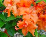 Азалия (Рододендрон), комнатные цветы, оранжевый