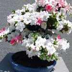 Азалия (Рододендрон), комнатные цветы, белый