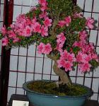 Азалия (Рододендрон), комнатные цветы, розовый