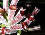Эсхинантус, комнатные цветы, бордовый