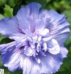 Гибискус (китайская роза), комнатные цветы, голубой