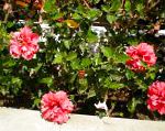 Гибискус (китайская роза), комнатные цветы, розовый