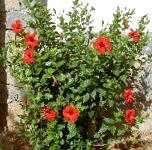 Гибискус (китайская роза), комнатные цветы, красный