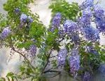 Глициния (Вистерия), комнатные цветы, голубой