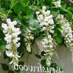 Глициния (Вистерия), комнатные цветы, белый
