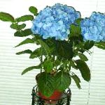 Гортензия (Гидрангея), комнатные цветы, голубой