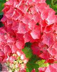 Гортензия (Гидрангея), комнатные цветы, красный