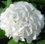 Гортензия (Гидрангея), комнатные цветы, белый