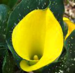 Зантедеския (Калла), комнатные цветы, желтый