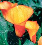 Зантедеския (Калла), комнатные цветы, оранжевый