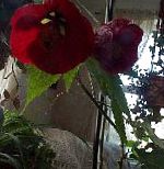 Абутилон (комнатный клен), комнатные цветы, бордовый