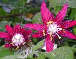 Пассифлора (Cтрастоцвет, кавалерская звезда), комнатные цветы, бордовый