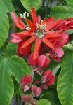 Пассифлора (Cтрастоцвет, кавалерская звезда), комнатные цветы, красный