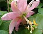 Пассифлора (Cтрастоцвет, кавалерская звезда), комнатные цветы, розовый