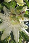 Пассифлора (Cтрастоцвет, кавалерская звезда), комнатные цветы, белый