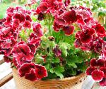 Пеларгония (Герань), комнатные цветы, бордовый