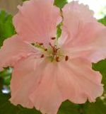 Пеларгония (Герань), комнатные цветы, розовый