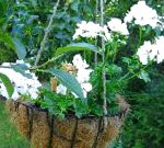 Пеларгония (Герань), комнатные цветы, белый