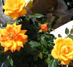 Розa, комнатные цветы, оранжевый