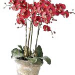 Фаленопсис , комнатные цветы, красный