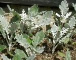 Крестовник приморский (Цинерария приморская), растения для балкона