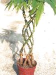 Бутылочное дерево (Пахира водная), растения для балкона