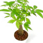 Бутылочное дерево (Пахира водная), растения для балкона