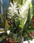 Сансевиерия, растения для балкона
