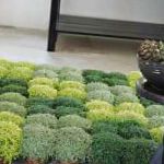 Солейролия, растения для балкона