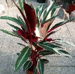 Строманта, растения для балкона